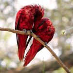 red birds