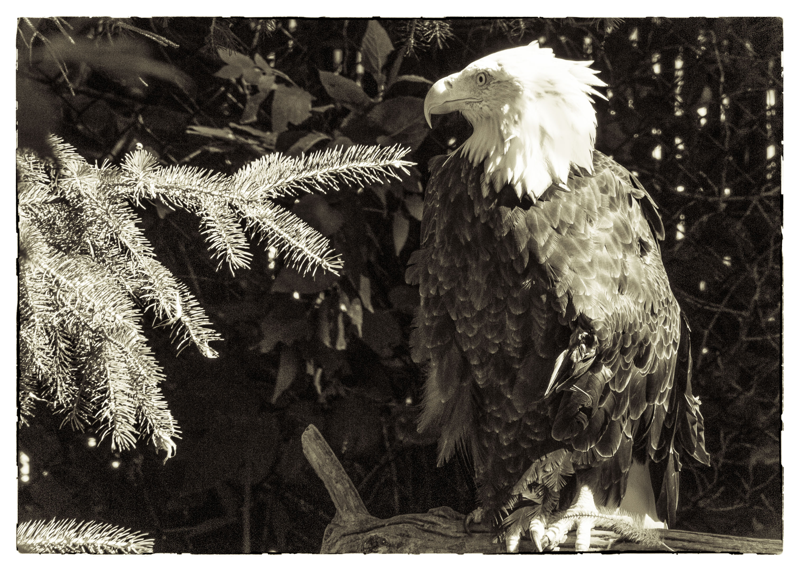 eagle (1 of 1)