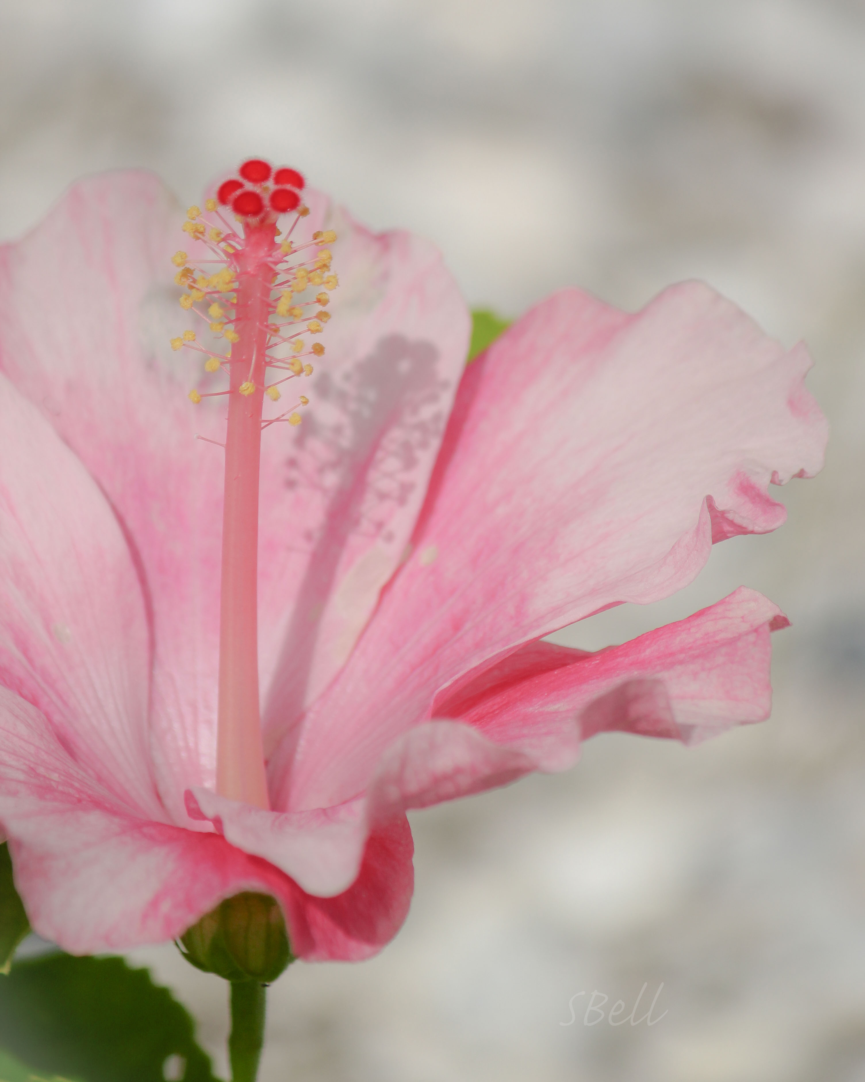 hibiscus (1 of 1)a