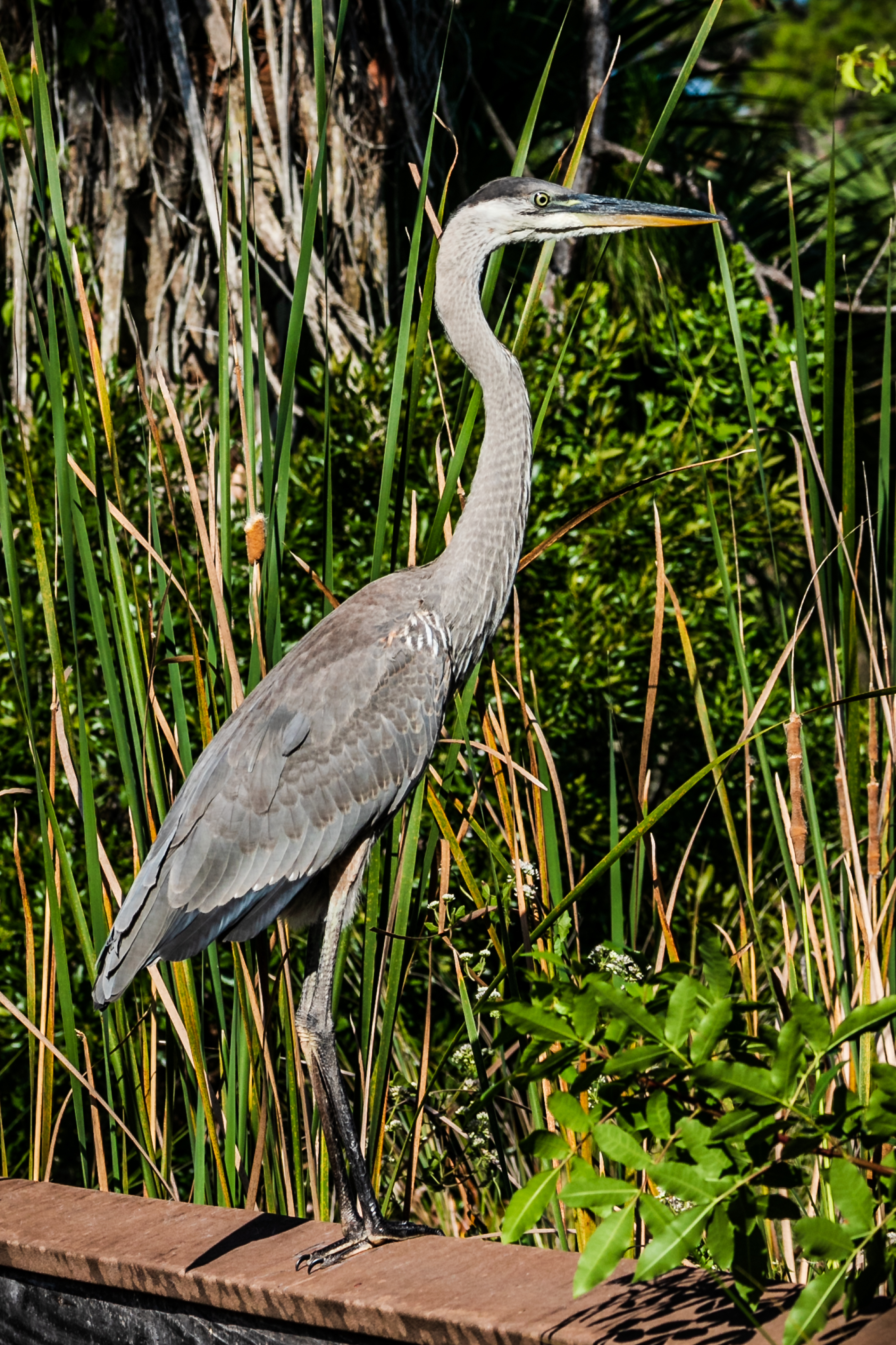 heron2-7309