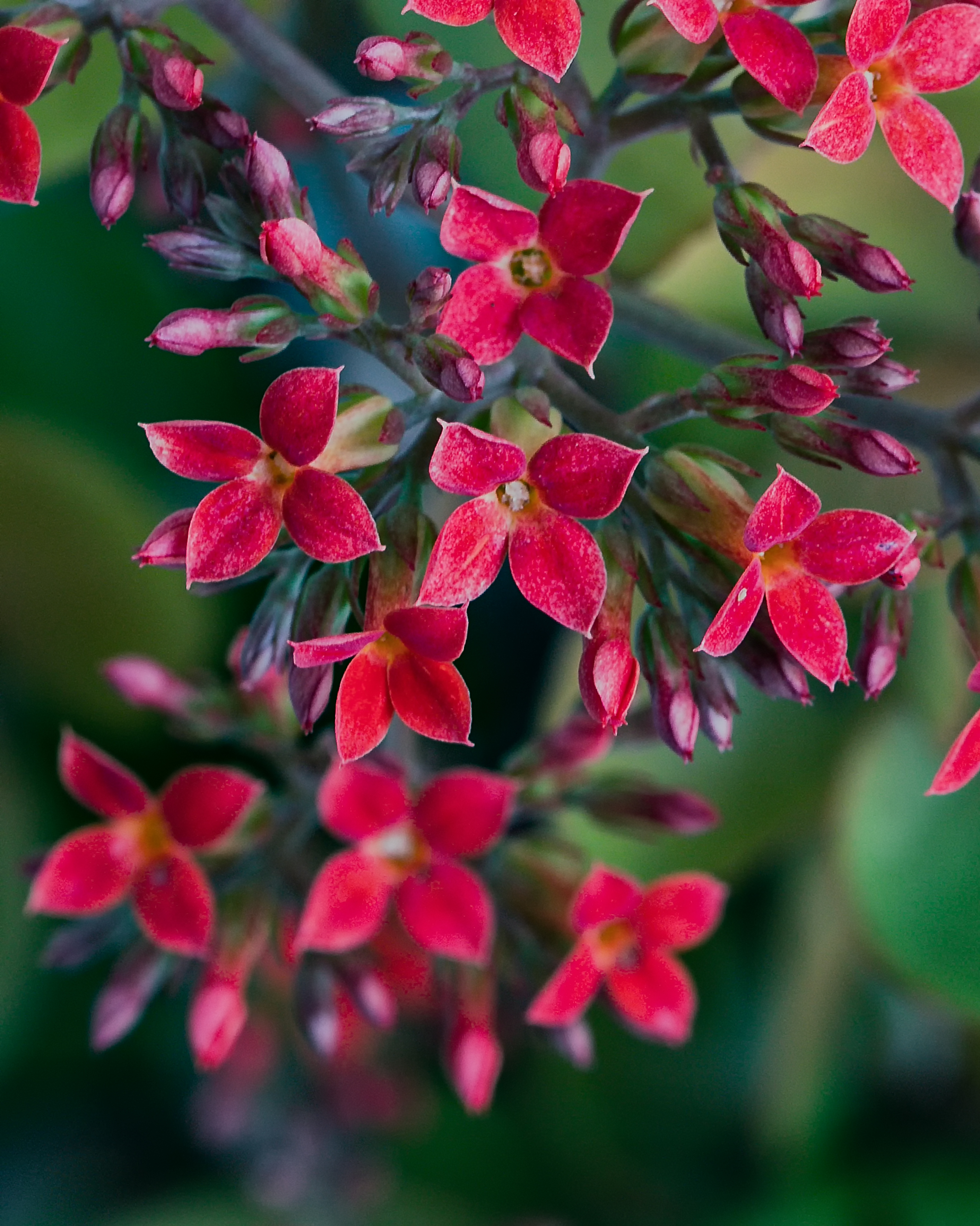 kalanchoe-