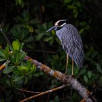 night heron2-9624