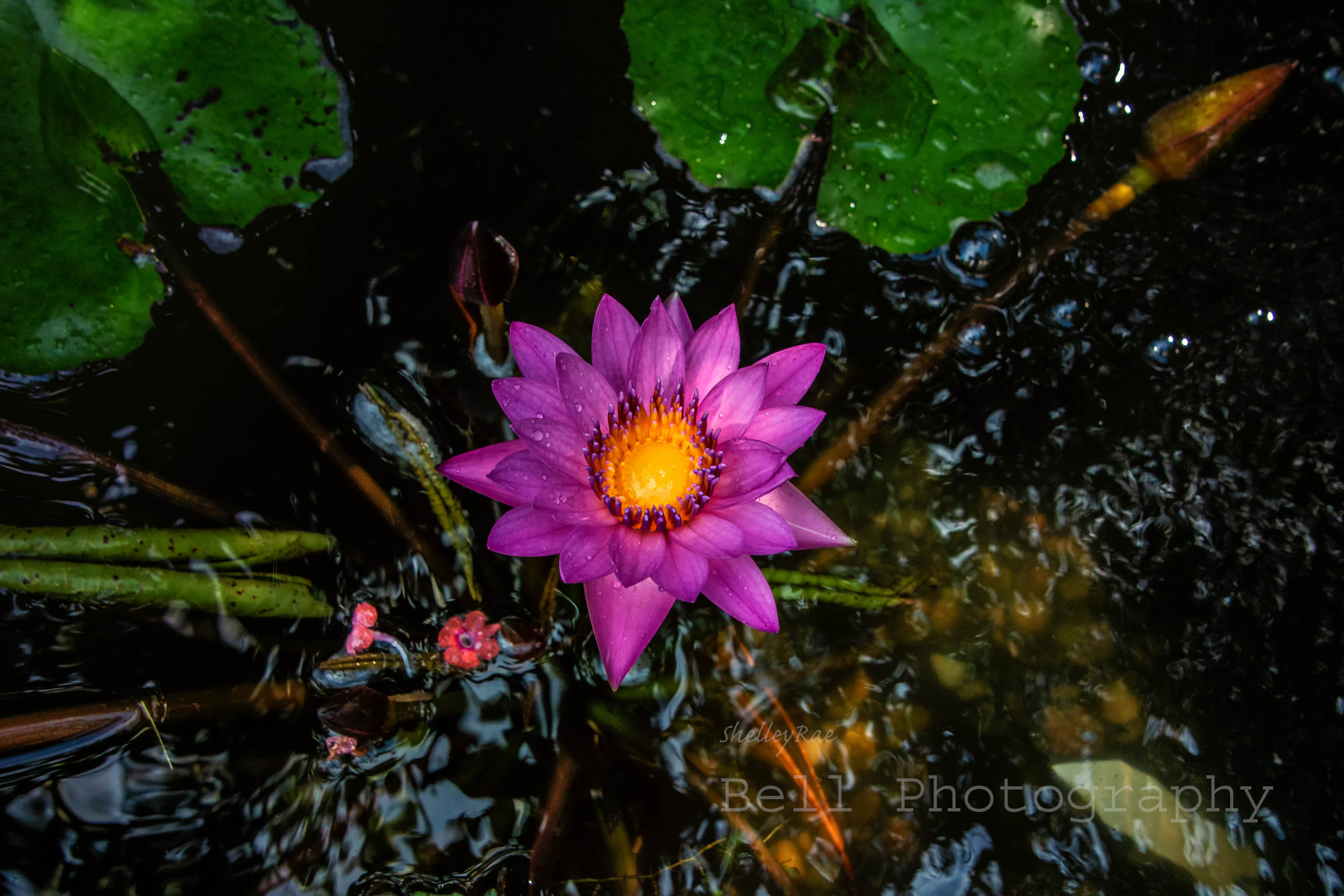 waterlily-wm