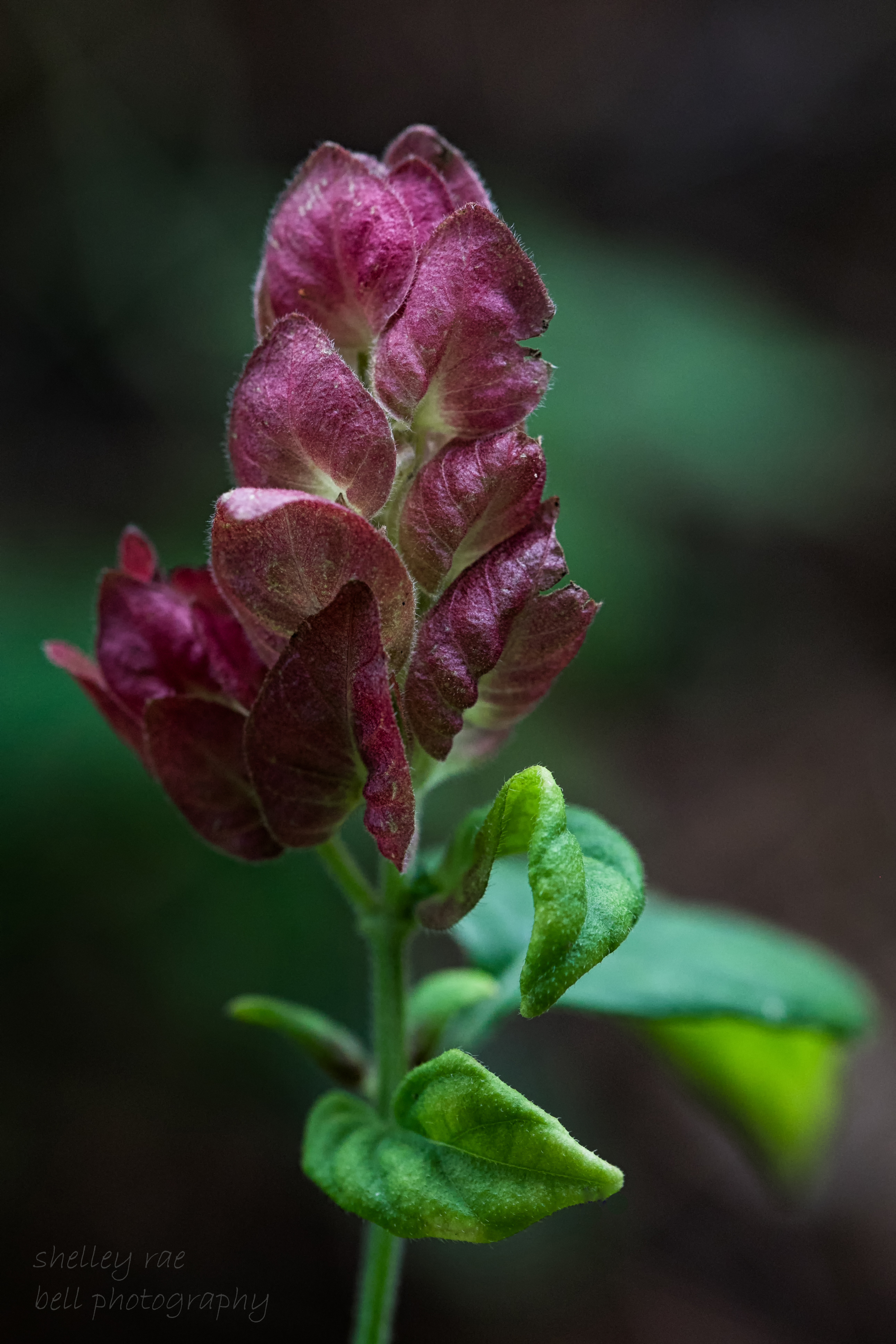 shrimp plant-wm