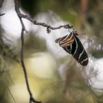 butterfly-