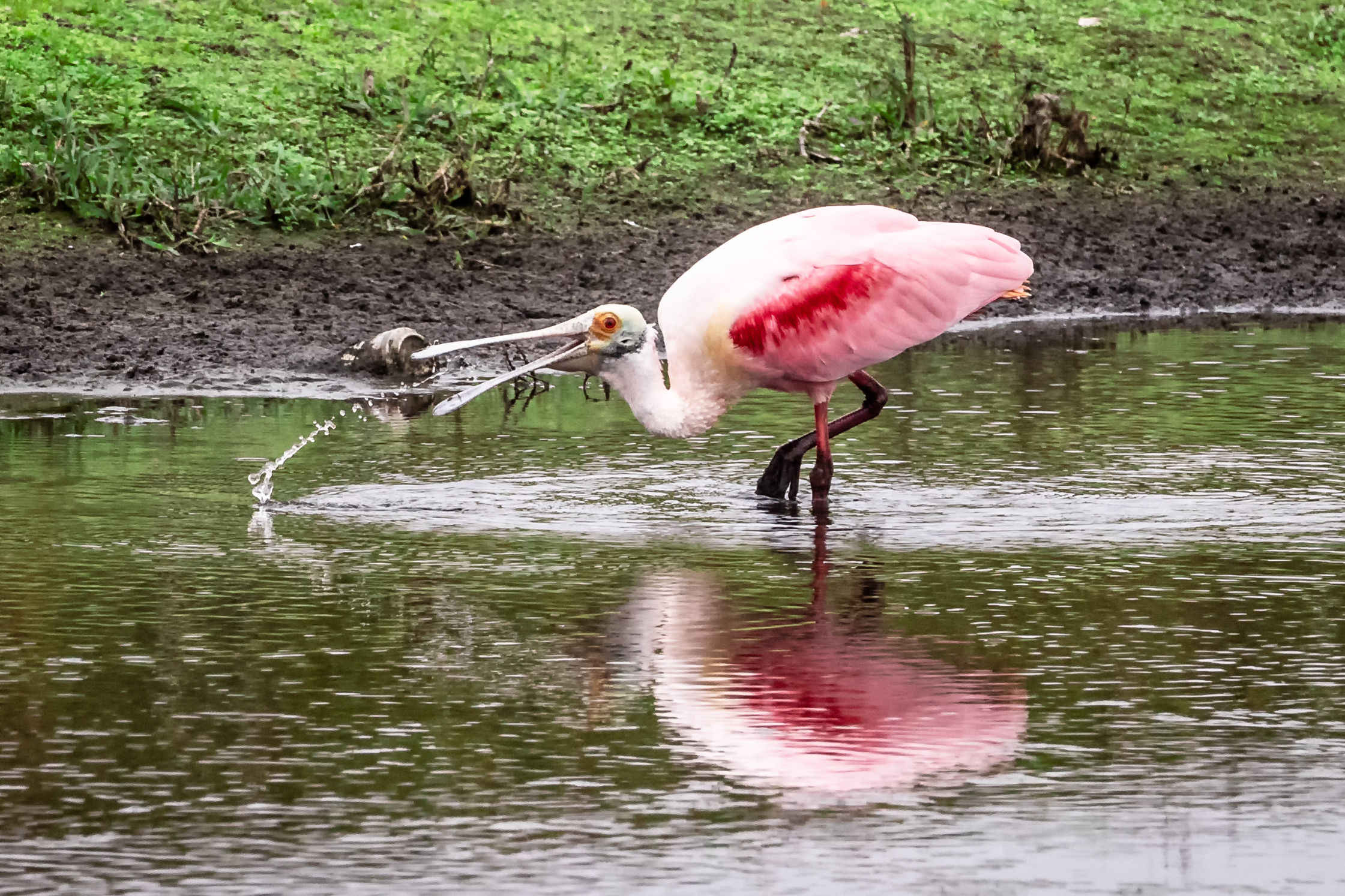Neighborhood Spoonbill