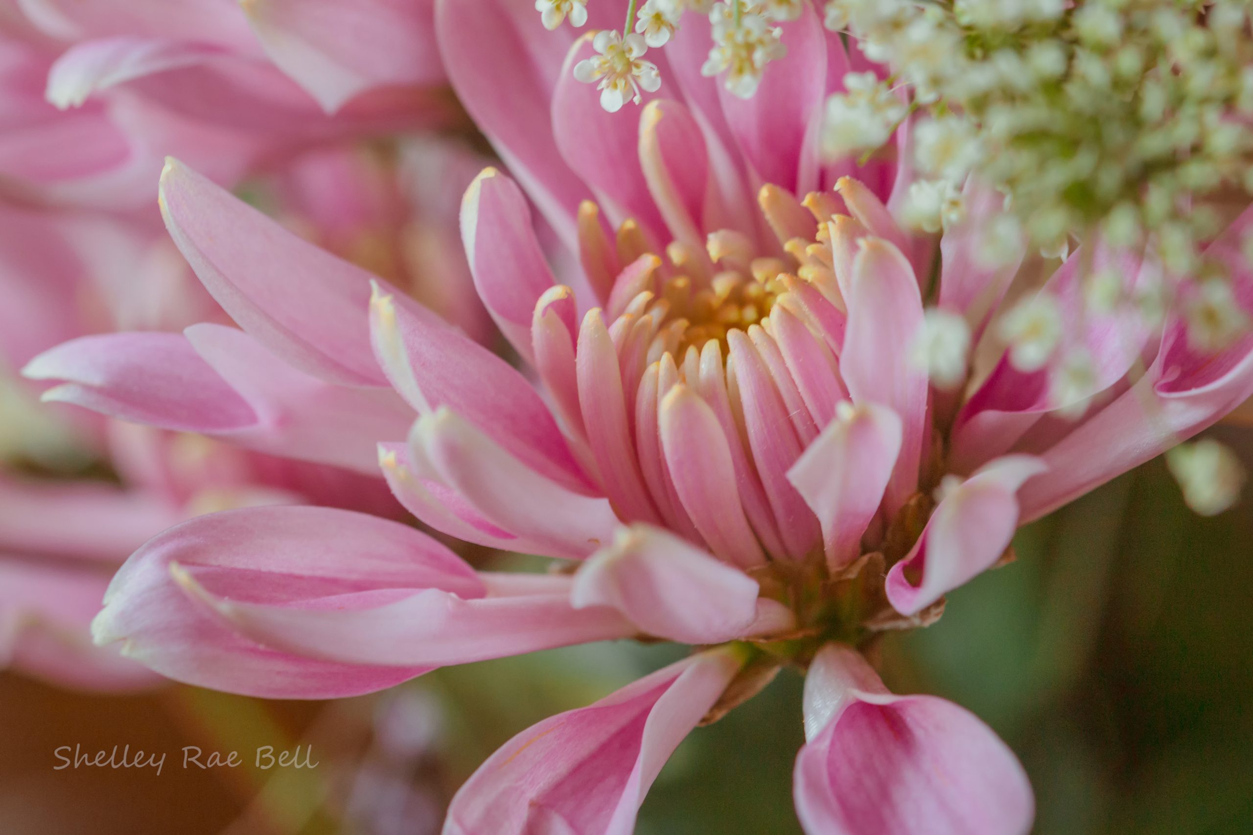 The Thoughtful Flowers