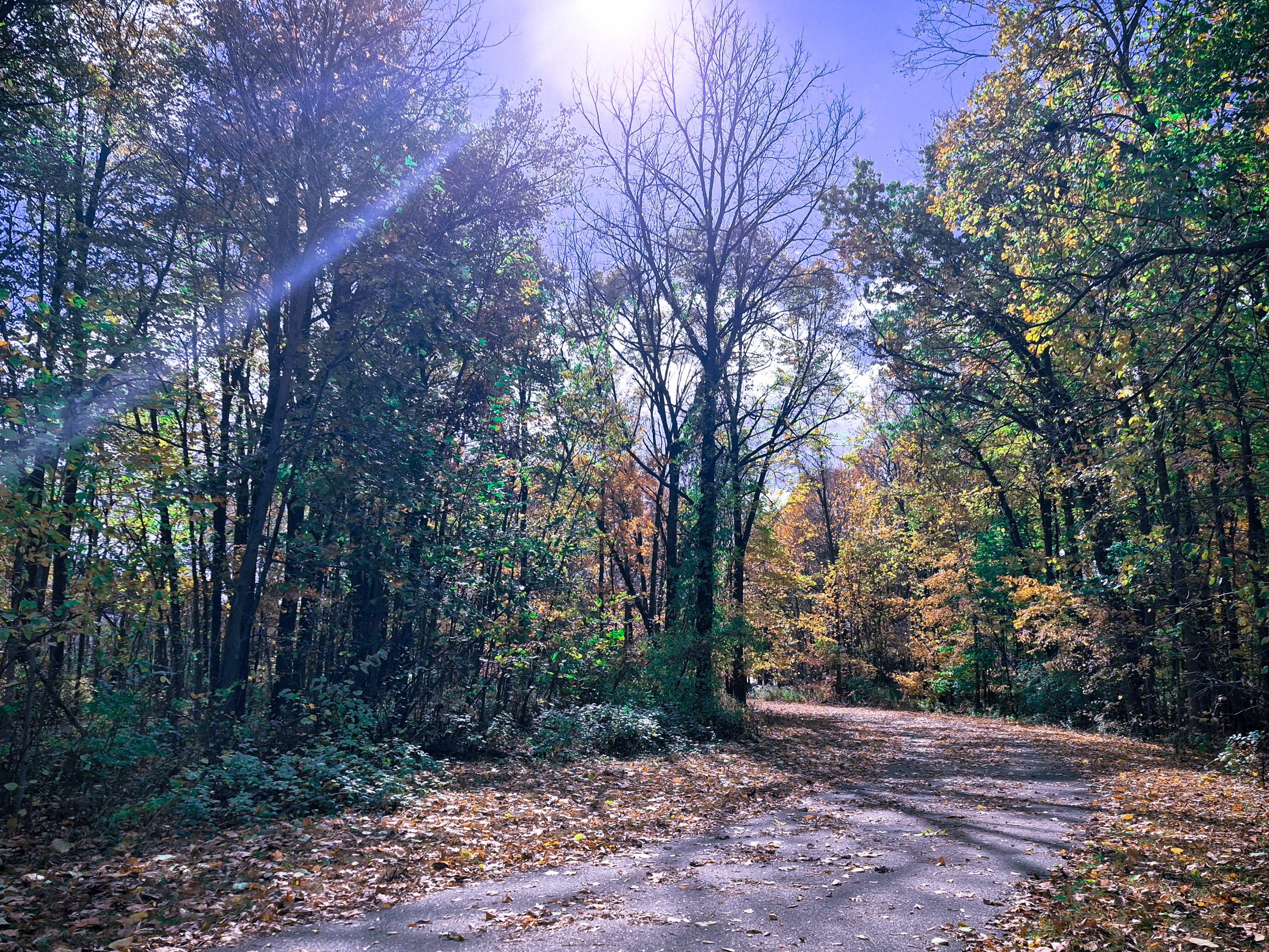 Buried and Becoming (An Autumn Poem)