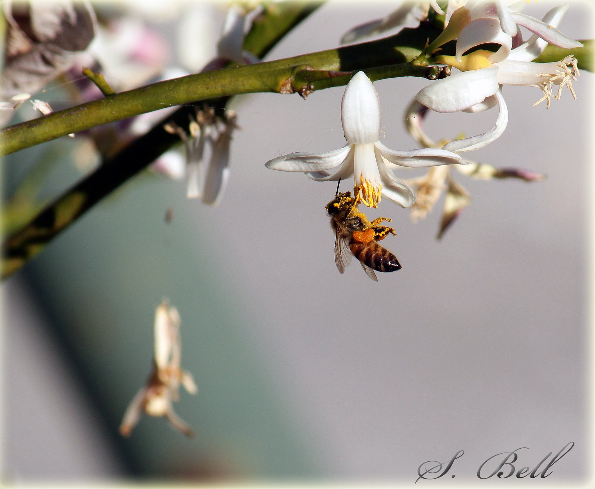 News for the Bees