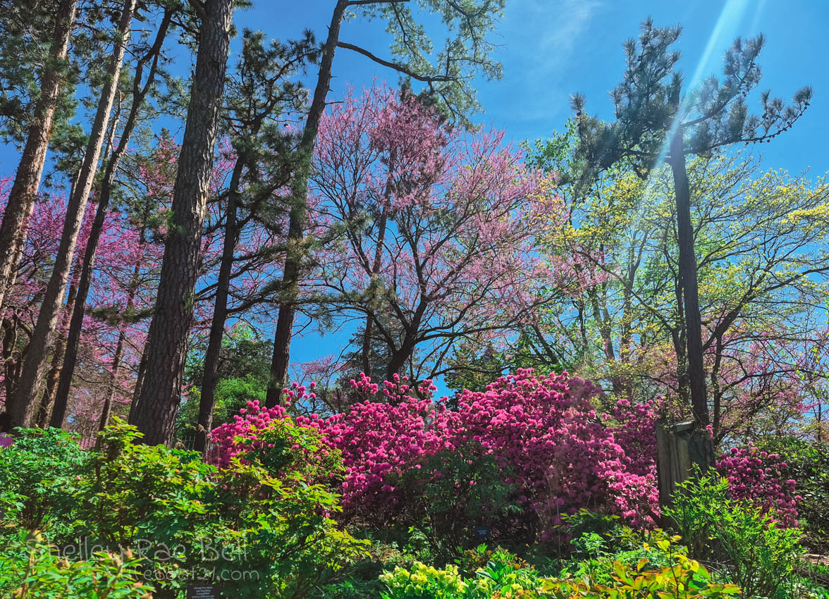A Forest Mood