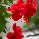 gardenia-2-1-of-1-12-1