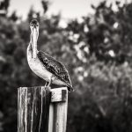 pelican-1-1-scaled