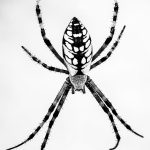 spiderbw-1-1-scaled